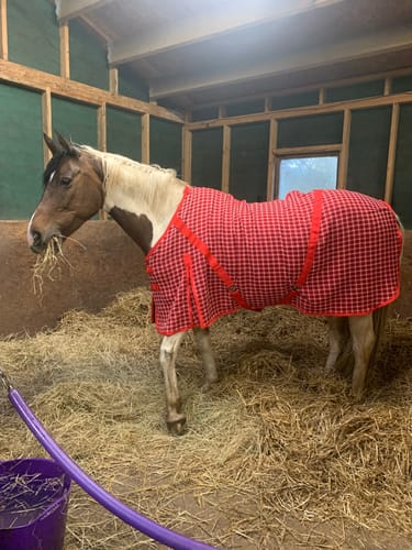 Customer photo review of Rhinegold Box Weave Cooler