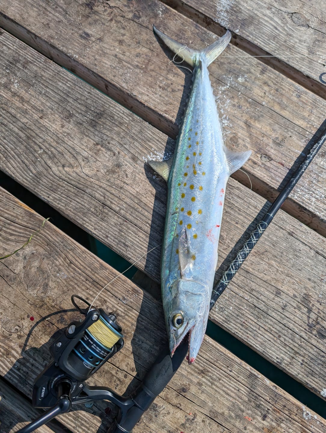 Customer photo review of Yellow 8X- Ultra Performance 8 Strand