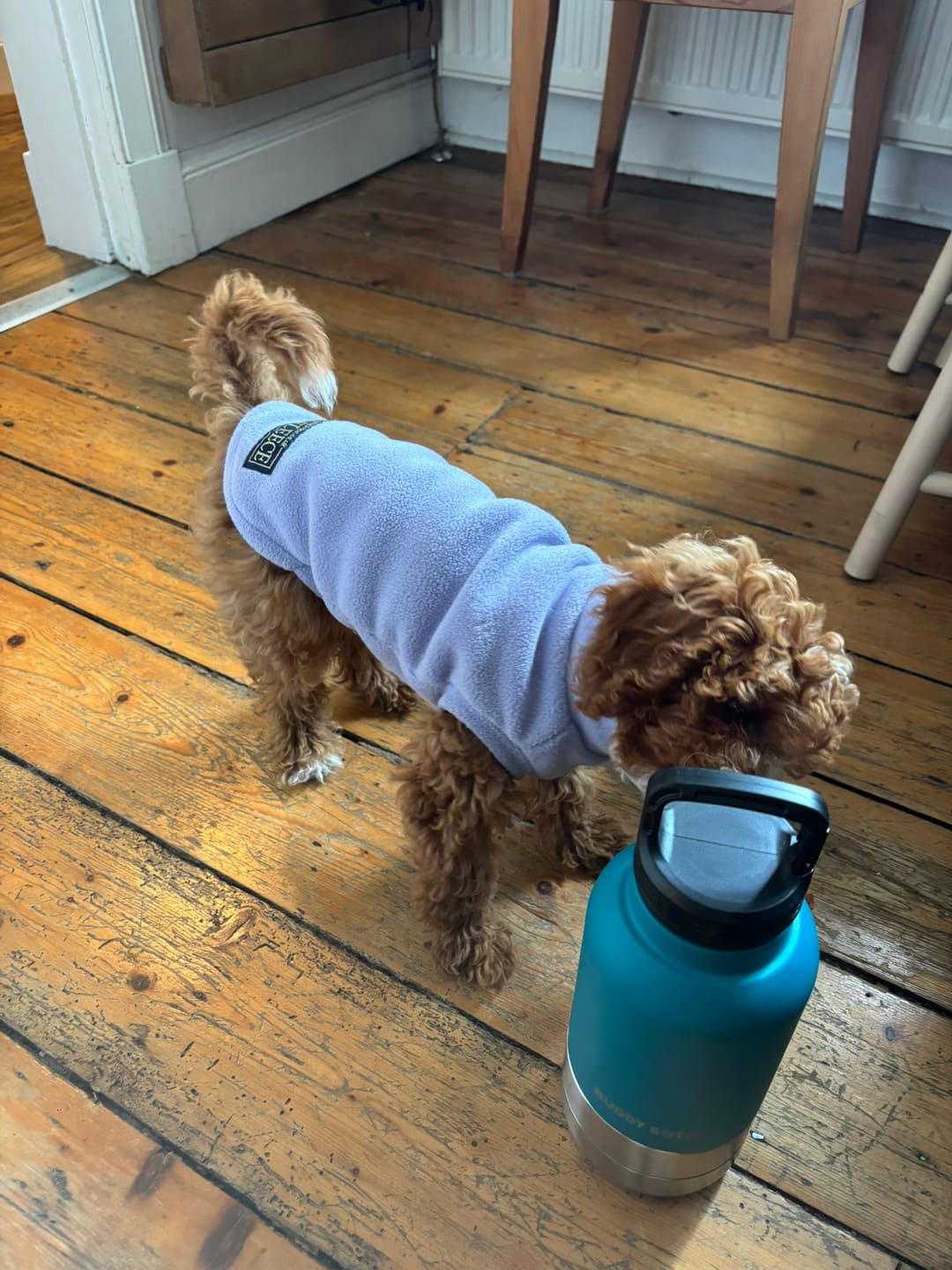 Customer photo review of LOLA - BUDDY BOTTLE™ 3-in-1  Water Bottle For Dogs