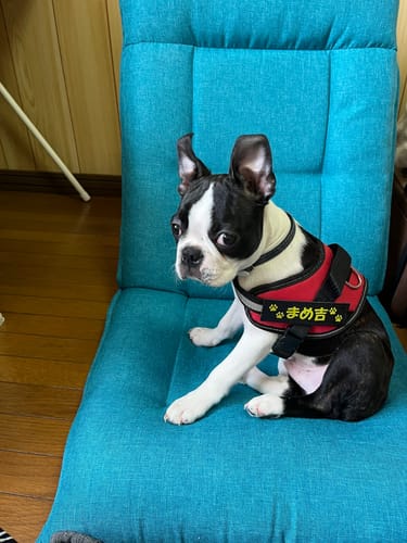 Customer photo review of FunFunPet 高機能ハーネス（お名前タグ作成サービス付き）