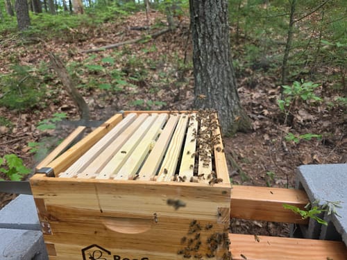 Customer photo review of BeeCastle Hives Complete 8 Frame Deep Brood Beehive Starter Kit with 22 Piece Beekeeping Tool and Essential Accessories,Launch Your Beekeeping Journey with Quality Craftsmanship and Convenience!