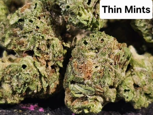 Customer photo review of Thin Mints THCA Flower