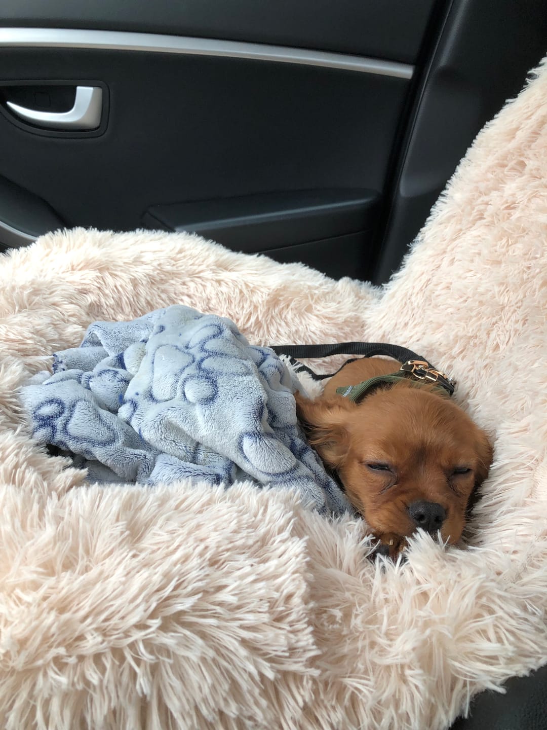 Customer photo review of Fluffy Orthopedische Autostoel (2-in-1)