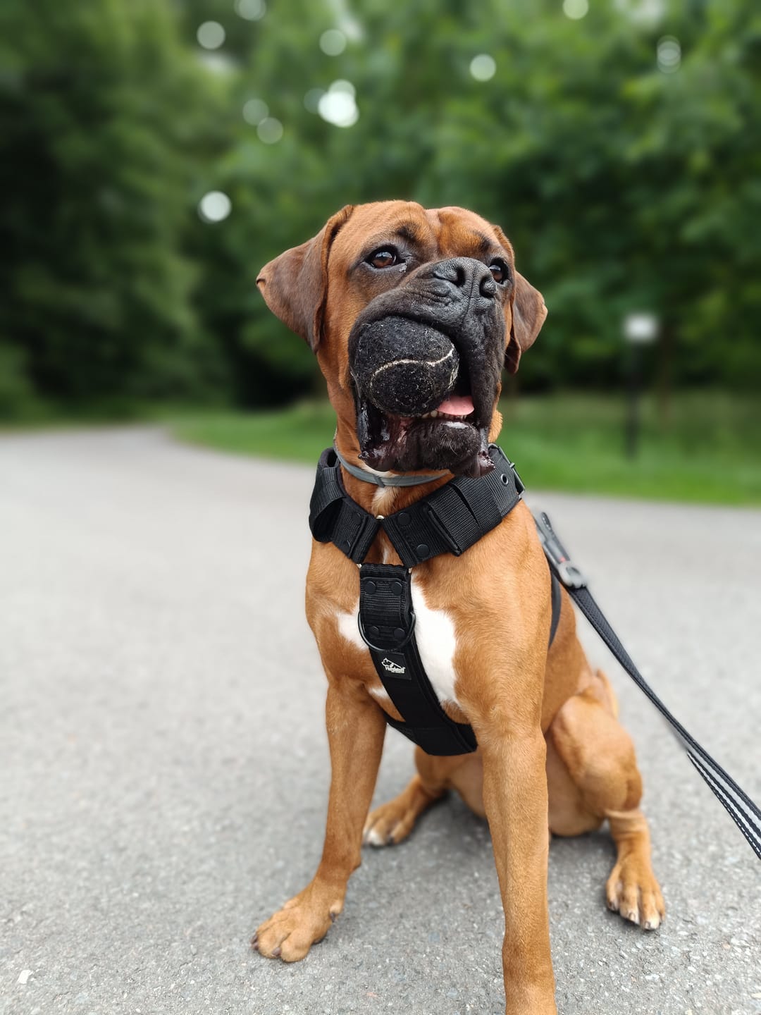Customer photo review of Easy Walk Black Edition Svart - Sele med handtag
