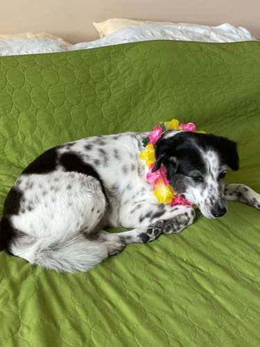 Customer photo review of Freedom Joint Drops