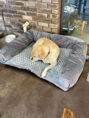 Customer photo review of PaWz Premium Pet Sofa Bed