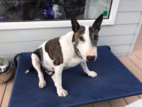 Elizabeth L. review of HiK9 Bed with Navy Canvas Cover image 1 out of 5