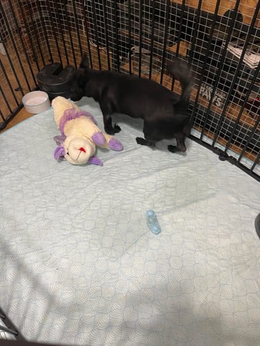 Customer photo review of Potty Buddy™ - The Durable Leak-Free Potty Pad