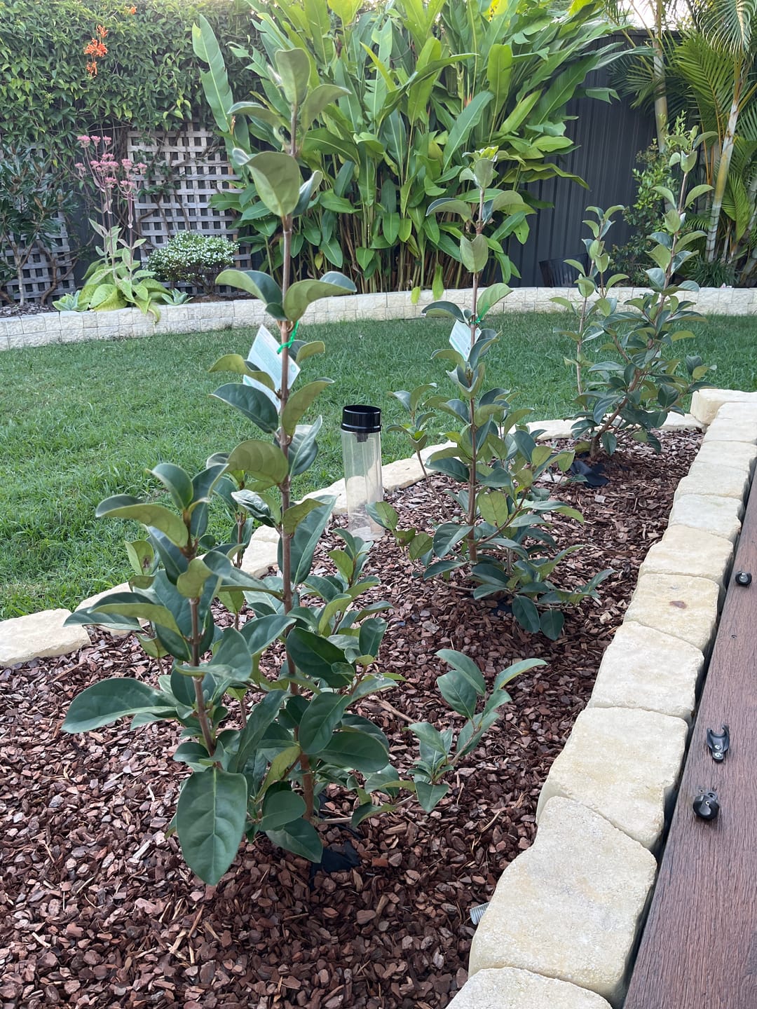 Customer photo review of Sweet Viburnum - Viburnum odoratissimum