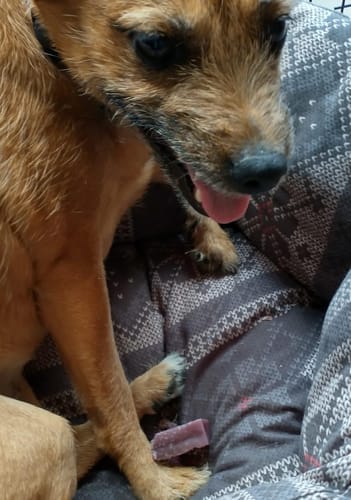 Customer photo review of Himmaleh Yak Chews For Dogs