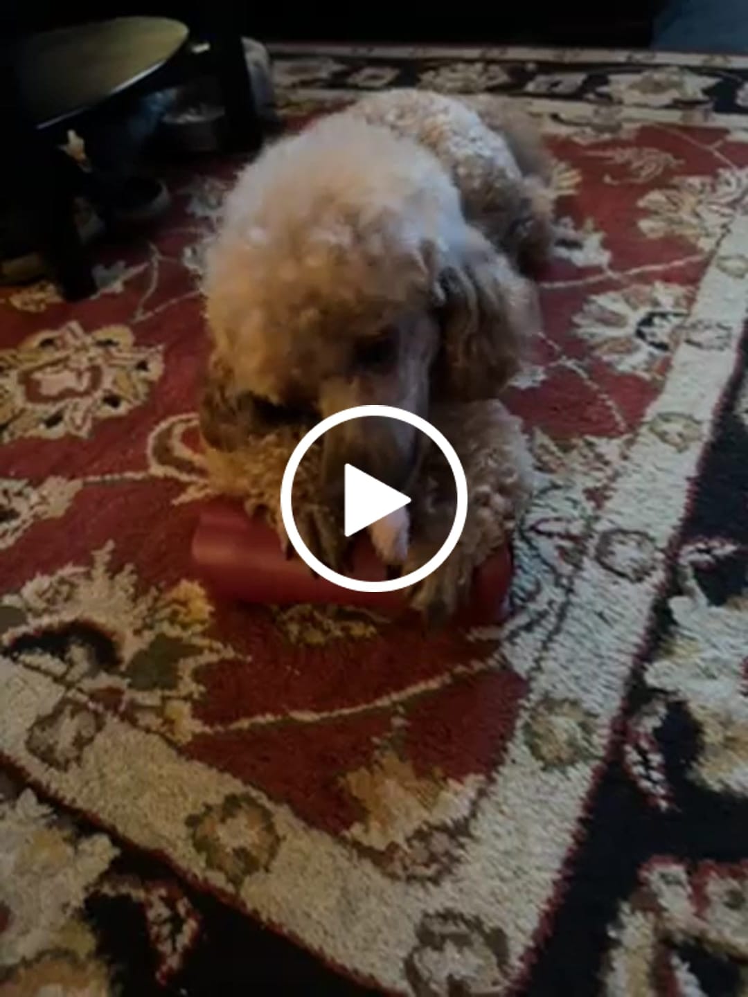 Customer video review of Bully Bargain Bag