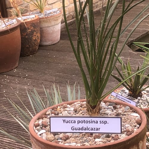 Customer photo review of Yucca potosina Guadalcazar 70-90 cm (Gesamthöhe inkl. Topf) Stamm 5-10 cm
