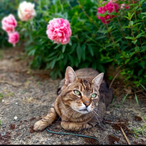 Avis photo d'un client sur Pâtée Chat Stérilisé Sans Céréales - Saumon