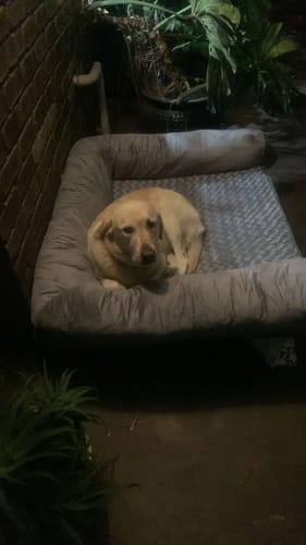 Customer photo review of PaWz Premium Pet Sofa Bed