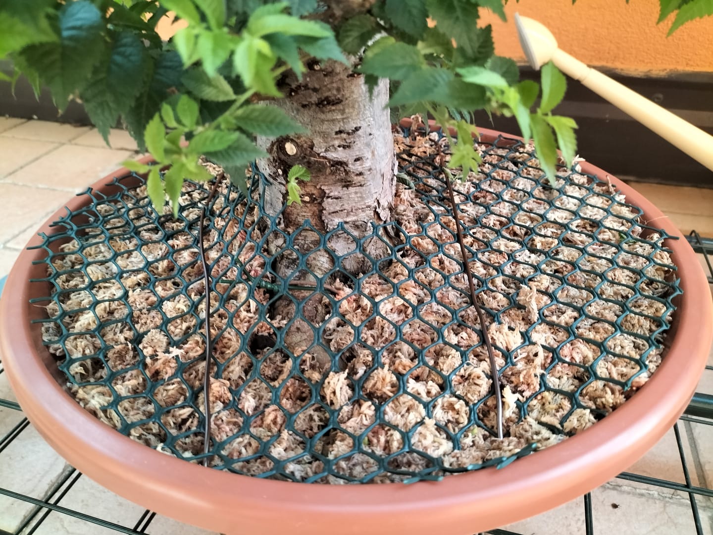 Customer photo review of SFAGNO TOP QUALITY CB®