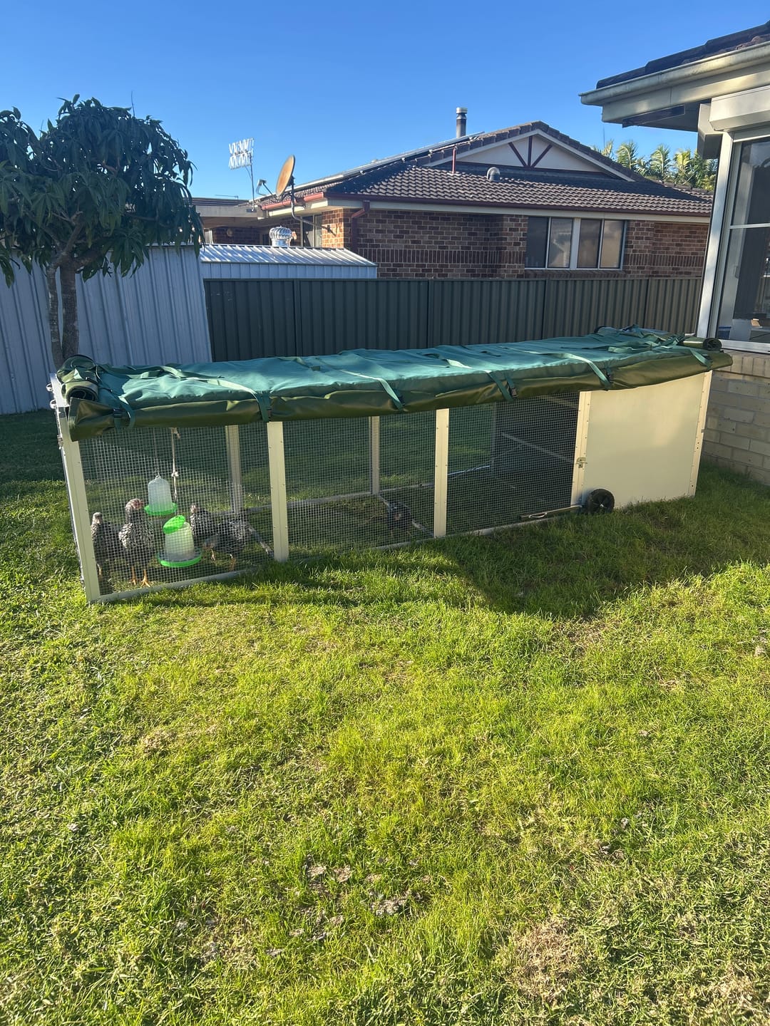 Customer photo review of Canvas Cover for Chicken Coop / Chicken Tractor