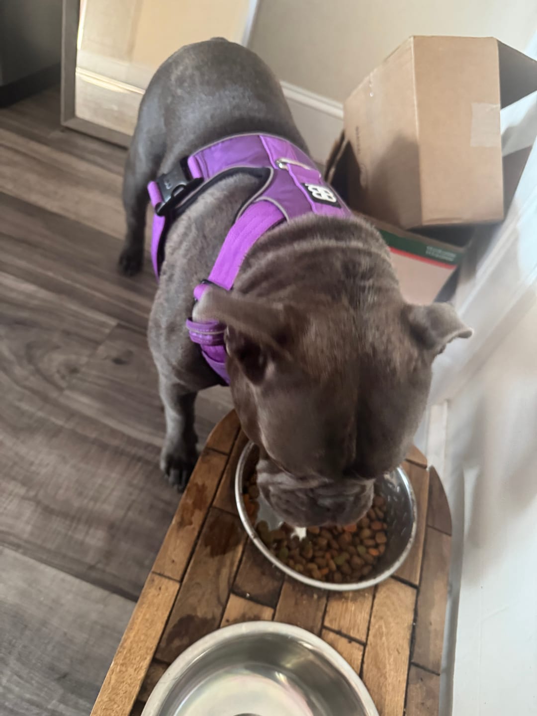 Customer photo review of Comfort Premium Harness | Non Restrictive - Purple