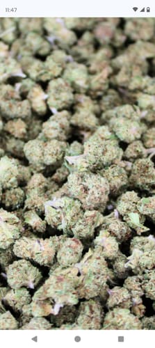 Customer photo review of Oreoz THCA Flower