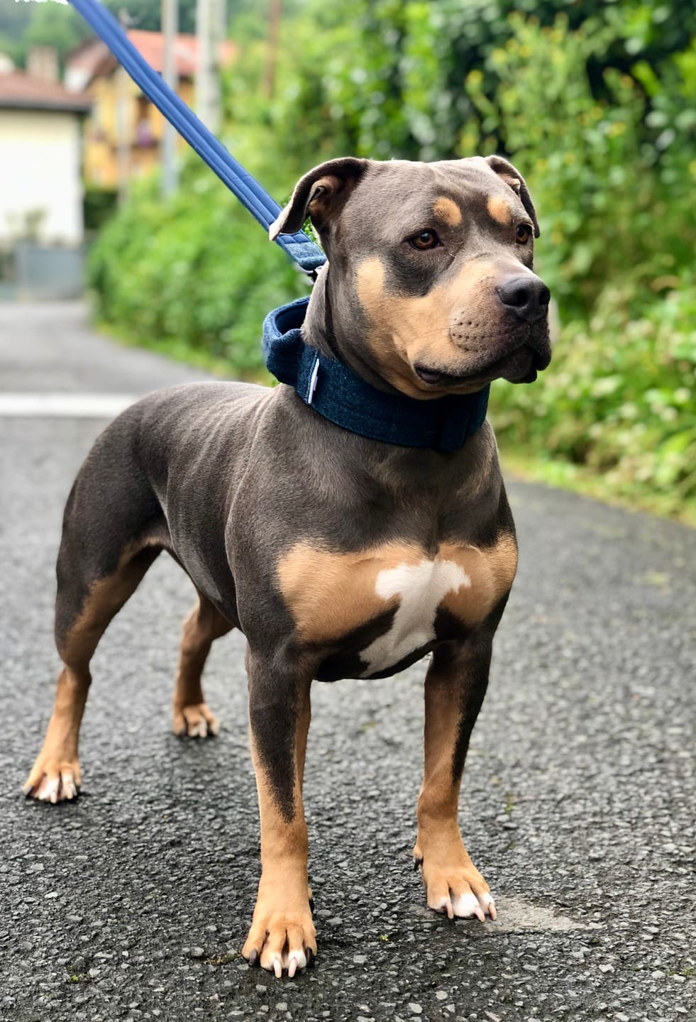 Customer photo review of 5cm Tweed Combat® Collar | With Handle & Secure Clip - Midnight Blue