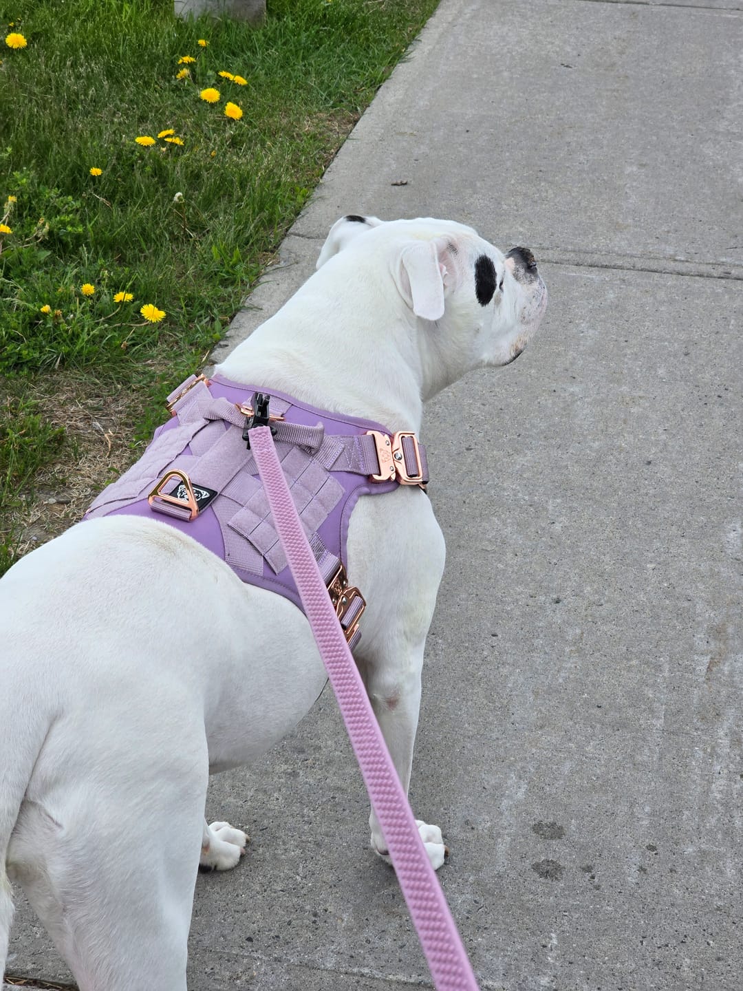 Customer photo review of HNTR 3.0 Dog Harness - Sofia