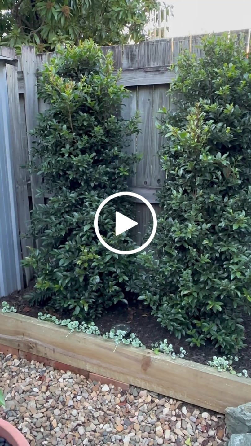 Customer video review of Lilly Pilly Resilience - Syzygium australe 'Resilience'