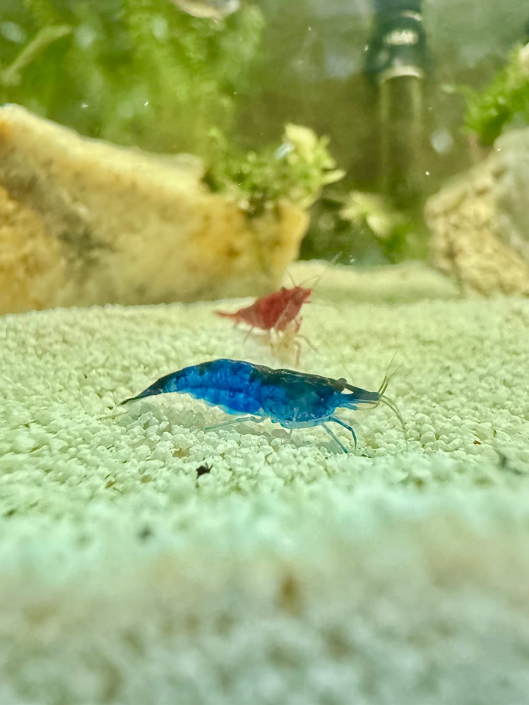 Customer photo review of Fourth Of July Shrimp Pack