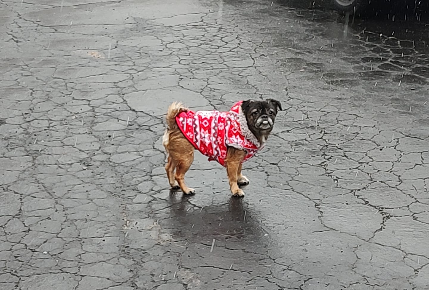 Customer photo review of Dog Mange Remedy for Demodectic & Sarcoptic Mange & Ear Mites