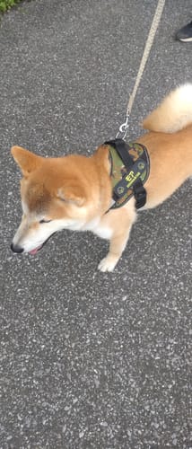 Customer photo review of FunFunPet 高機能ハーネス（お名前タグ作成サービス付き）