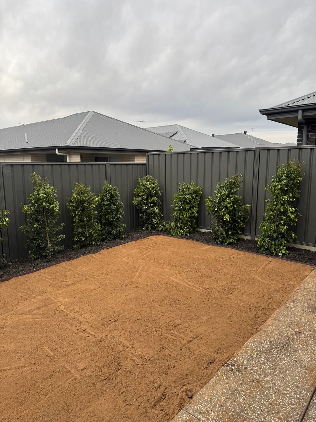 Customer photo review of Lilly Pilly Resilience - Syzygium australe 'Resilience'