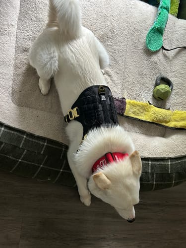 Customer photo review of HNTR 3.0 Dog Harness - Noir