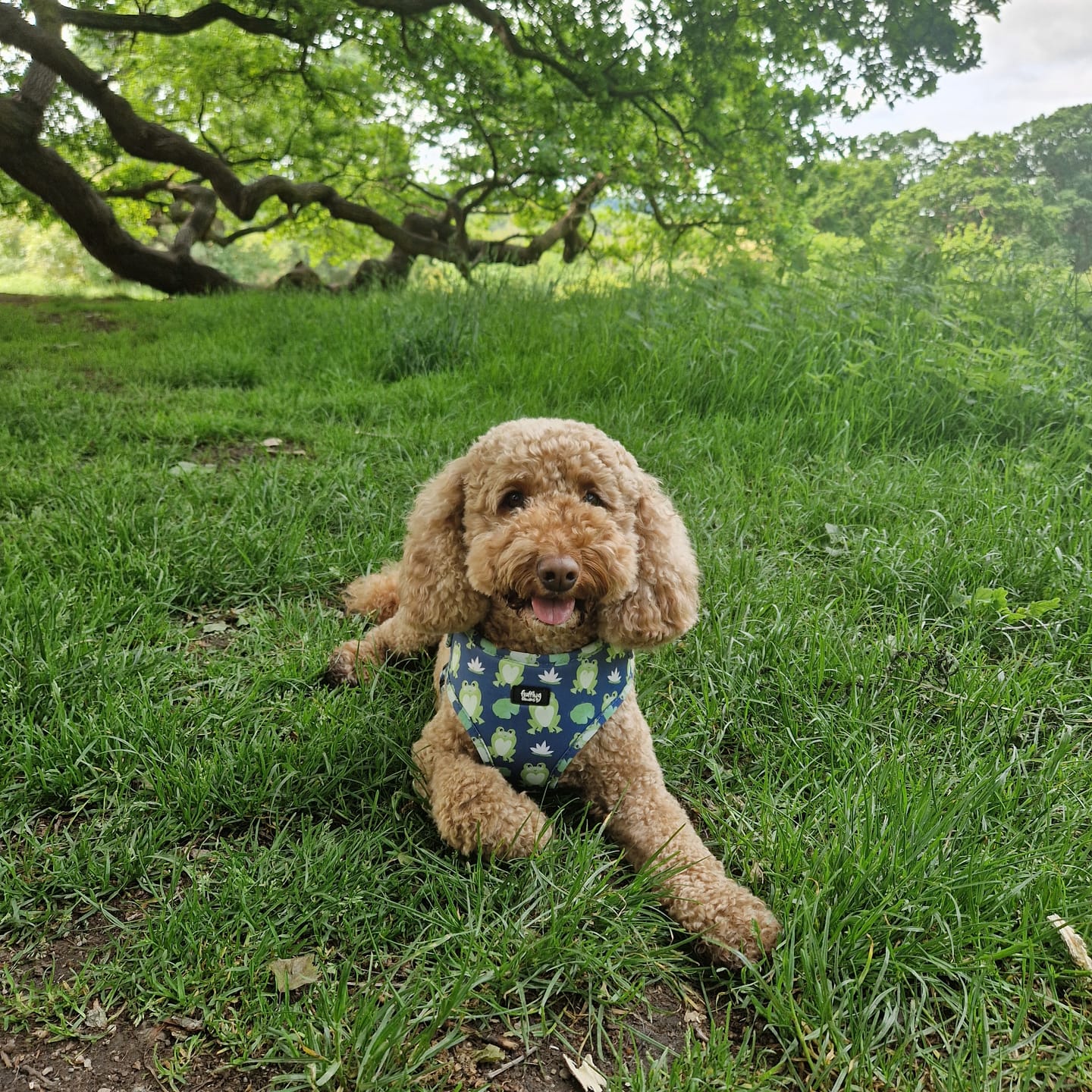 Customer photo review of Adjustable Dog Harness - Frogging Fabulous