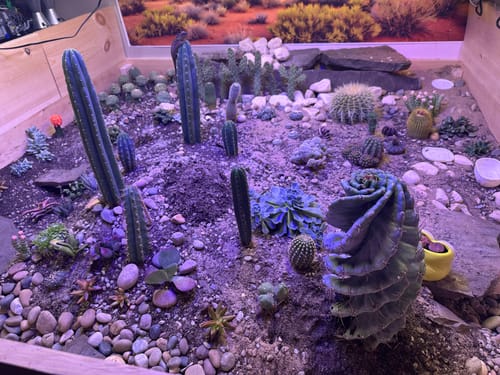 Customer photo review of Cereus forbesii Spiralis | Spiral Cactus