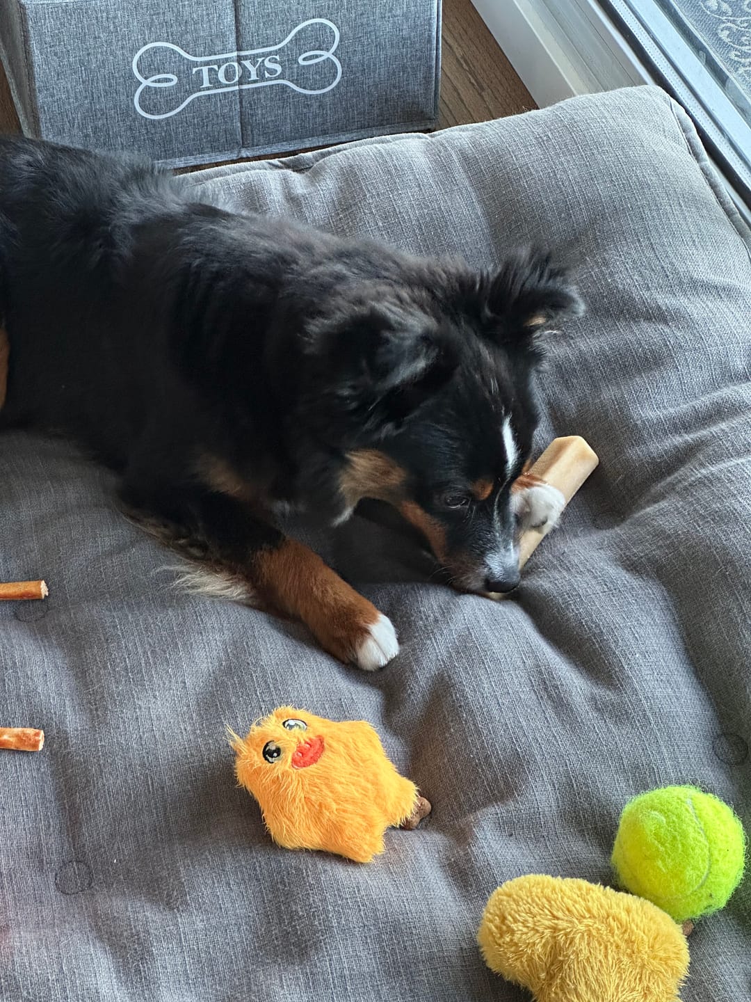 Customer photo review of Himalayan Yak Chew (SMALL)