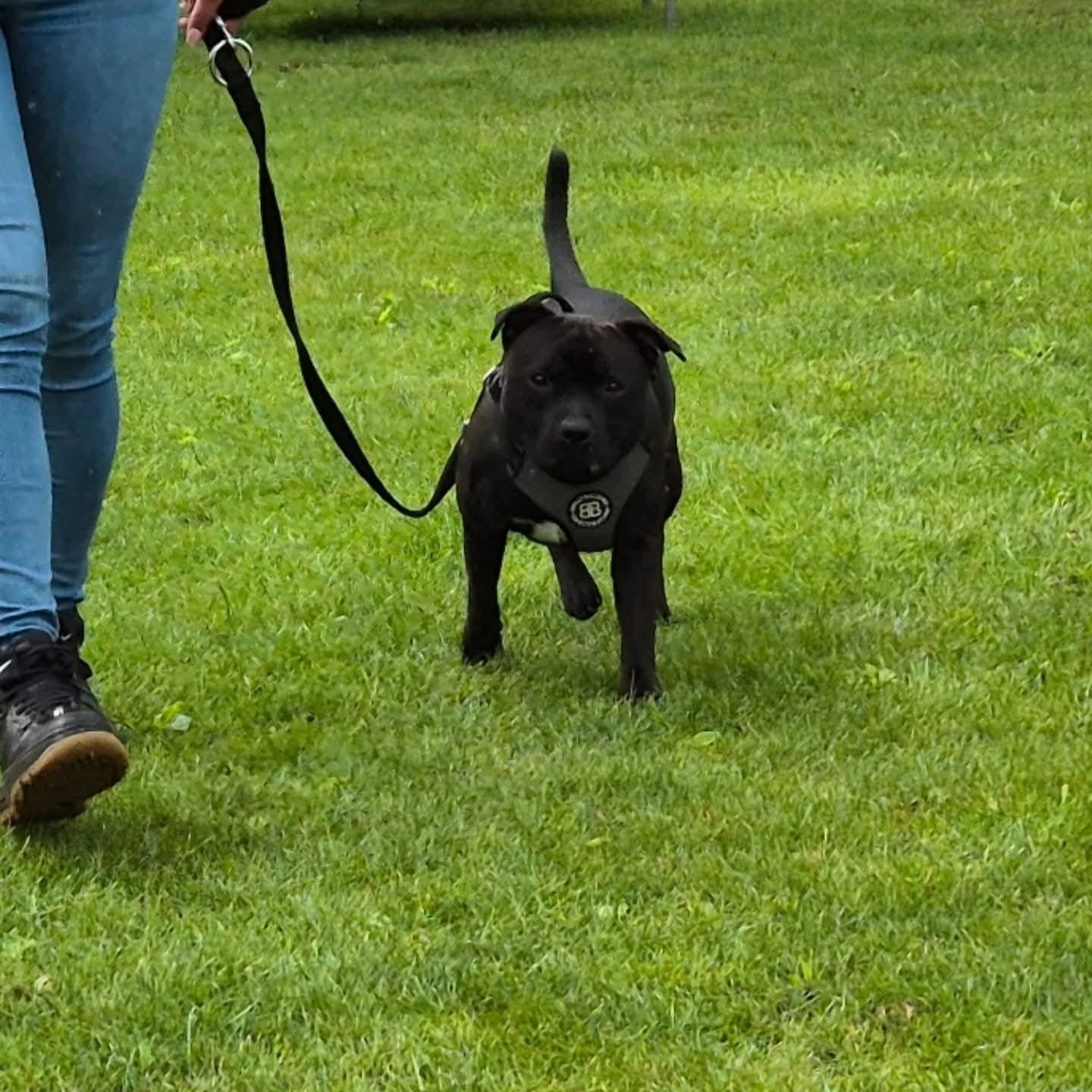 Customer photo review of Training Double Ended Dog Lead | 2m Length -  Black