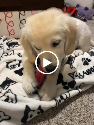 Customer video review of Strawberry Yak Chews