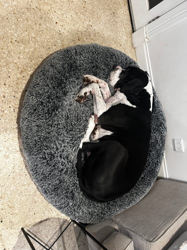 Customer photo review of PaWz Premium Calming Pet Bed with Removable Cover