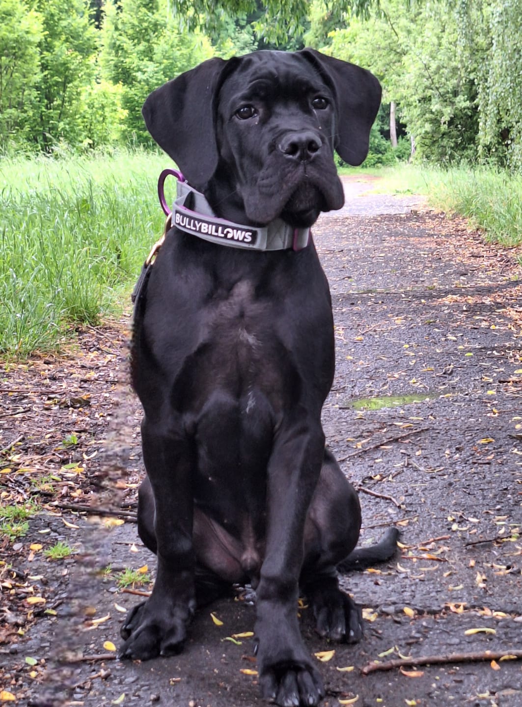 Customer photo review of 5cm Lighter Combat® Collar | With Handle Secure Clip - Purple x Metal Grey