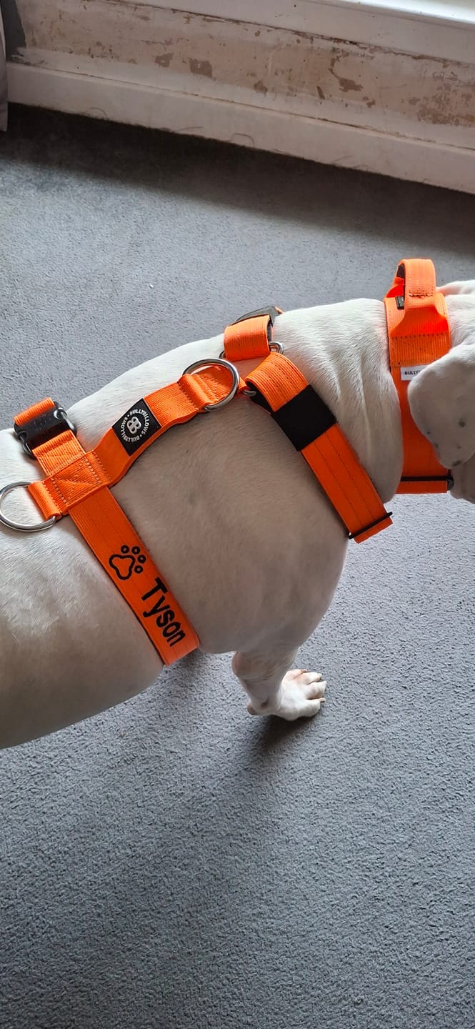 Customer photo review of 1.4m Swivel Combat Lead | Anti-Tangle & Secure Clip - Orange