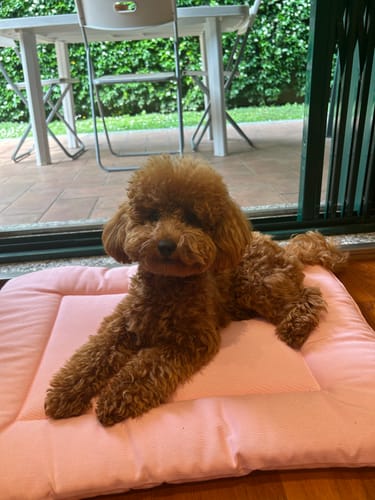 Customer photo review of Trapuntina Quadro Cotone Siena Rosa Tenue