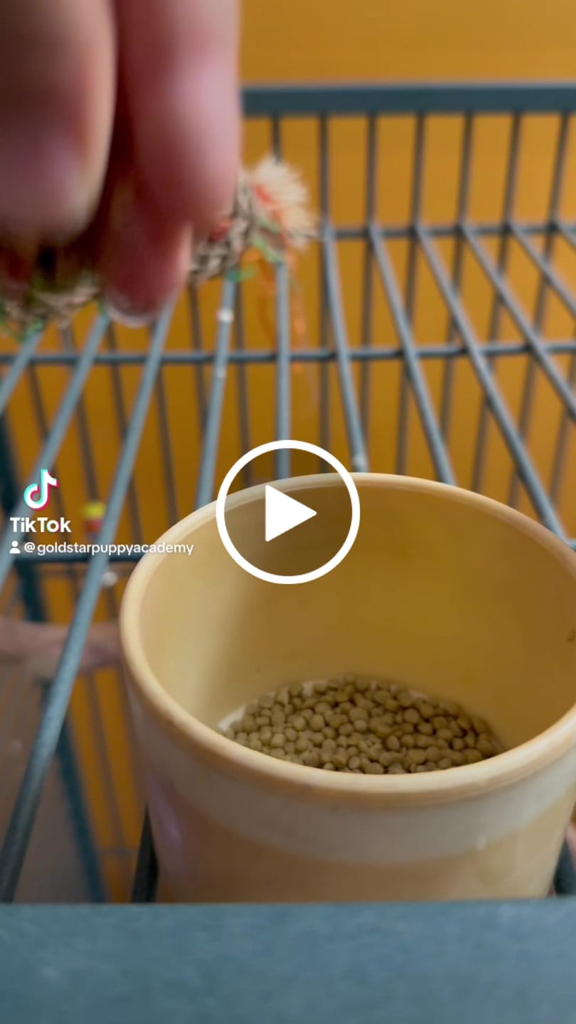Customer video review of Bird Bites Freeze Dried Chop - Daily Fruits & Veggies, 4 Flavors to Choose From