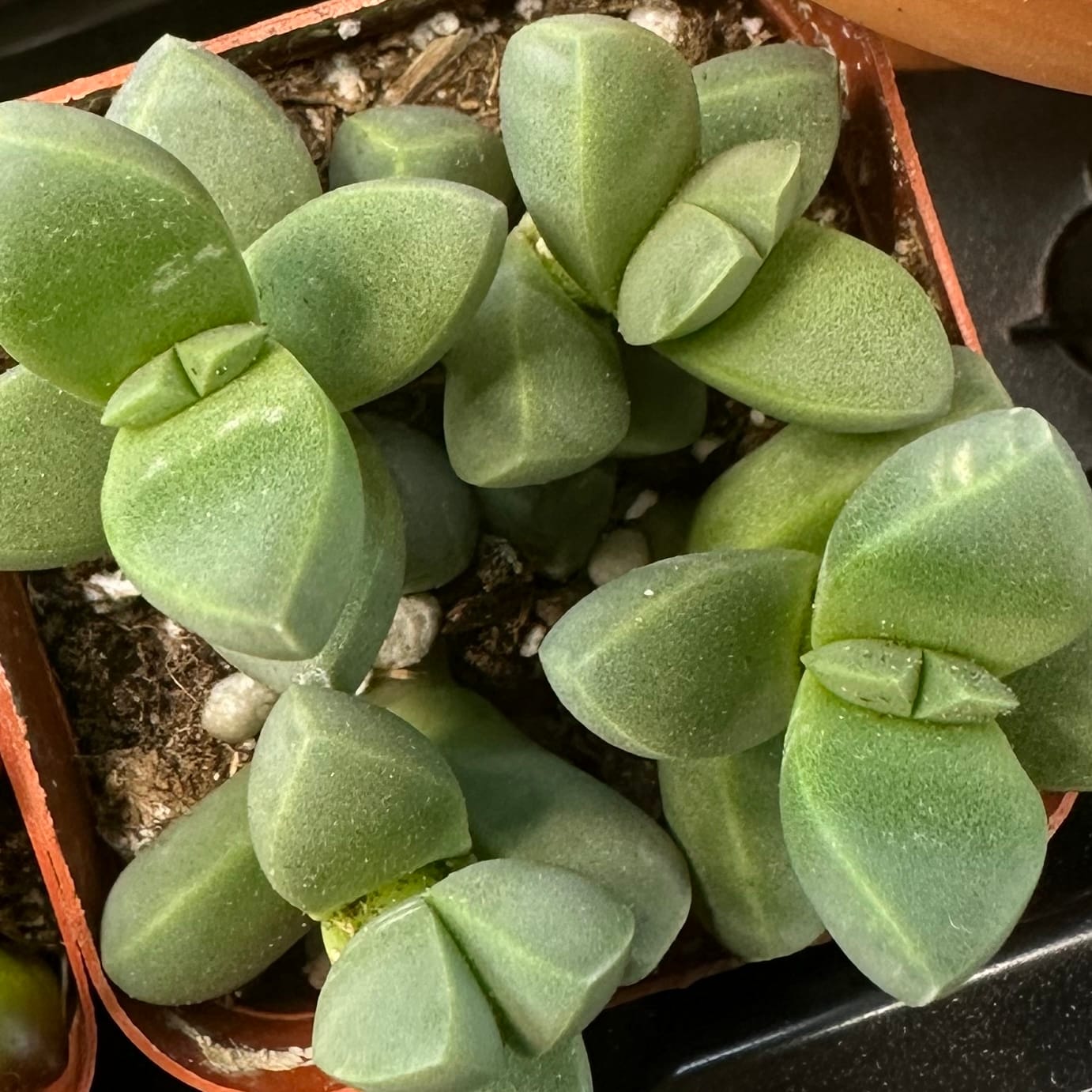 Customer photo review of Corpuscularia lehmannii - Ice Plant