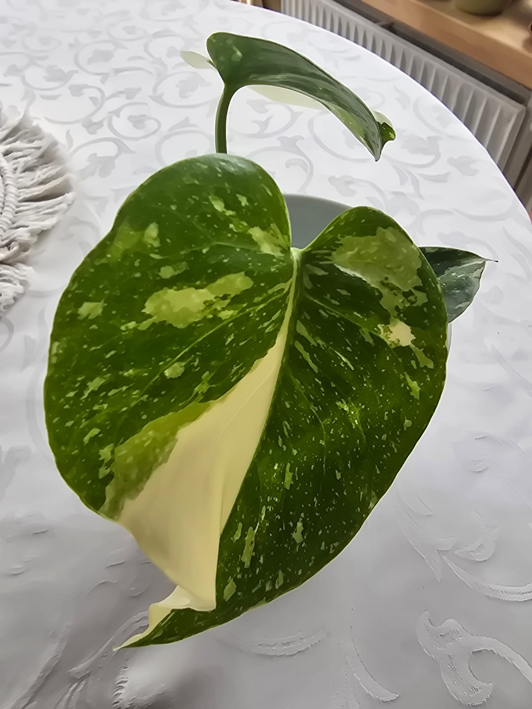 Customer photo review of MONSTERA THAI CONSTELLATION