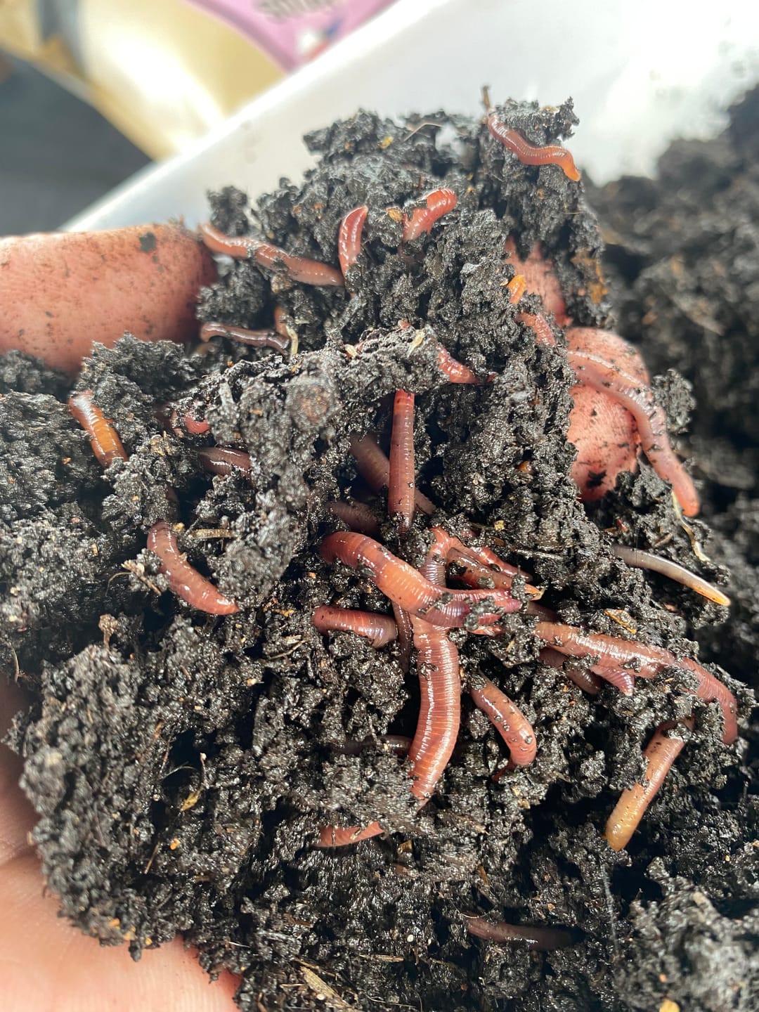 Customer photo review of Pure Red Wiggler Composting Worms