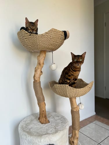 Customer photo review of Michu Premium Real Wooden Cat Tree-Large- Spacious Australian Feline Haven