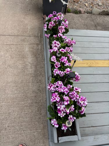 Customer photo review of Bulk 16.5 inches Tall Geranium Bush Faux Flowers UV Resistant for Outdoors and Indoors Wholesale