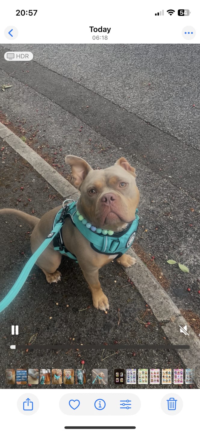 Customer photo review of Comfort Premium Harness | Non Restrictive - Turquoise