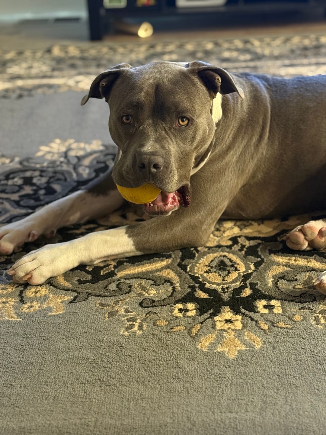 Customer photo review of 12 Inch Beef Trachea