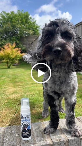 Customer video review of Blueberry Spa™ No Rinse Facial Wash + Shampoo with Blueberry & Colloidal Oatmeal for Dogs