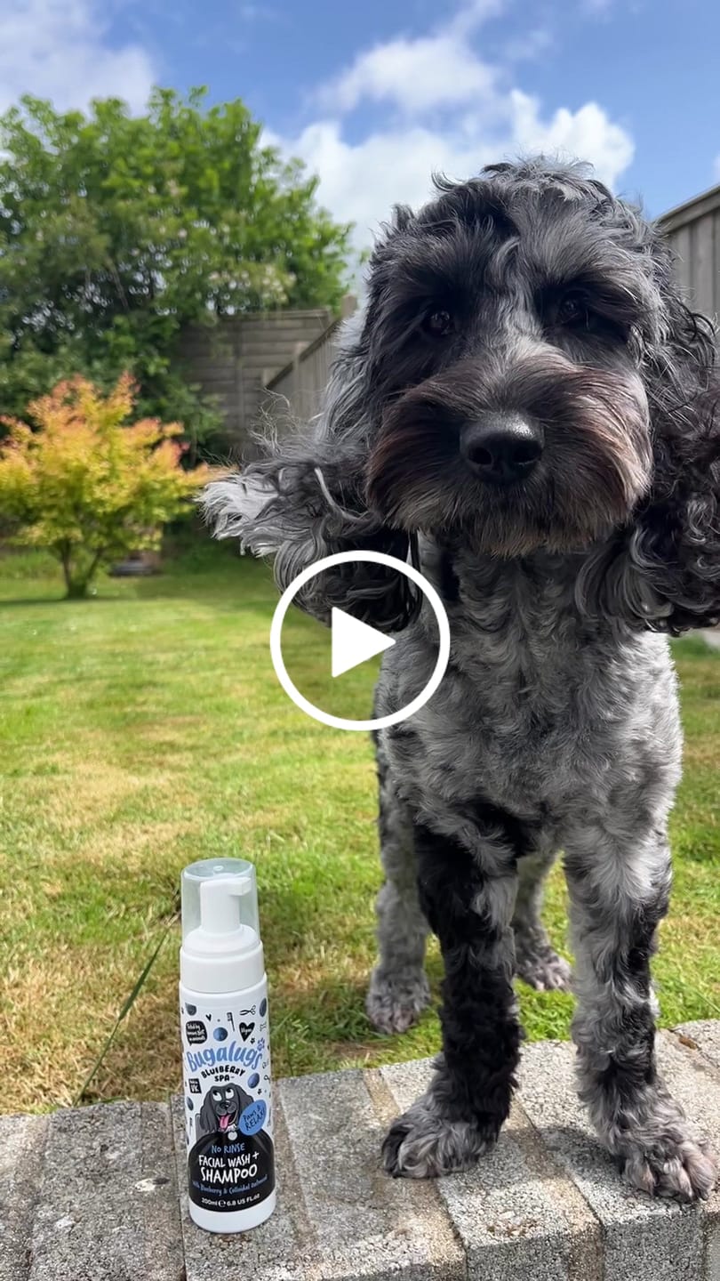 Customer video review of Blueberry Spa™ No Rinse Facial Wash + Shampoo with Blueberry & Colloidal Oatmeal for Dogs