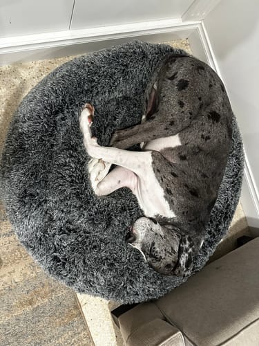 Customer photo review of PaWz Premium Calming Pet Bed with Removable Cover
